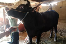 Sapi Milik Peternak Malang Dibeli Presiden Prabowo untuk Kurban, Beratnya 950 Kilogram