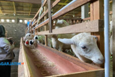 Jelang Idul Adha, Pemkot Malang Kerahkan 712 Petugas Periksa Hewan Kurban