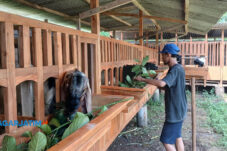 Peternak di Malang Bikin Ramuan Penggemukan Kambing Jelang Iduladha 2025