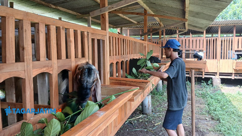 Peternak di Malang Bikin Ramuan Penggemukan Kambing Jelang Iduladha 2025