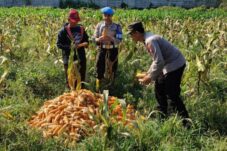 Polresta malang kota menggelar panen jagung di lahan pertanian di Kecamatan Kedungkandang Kota Malang (Istimewa)