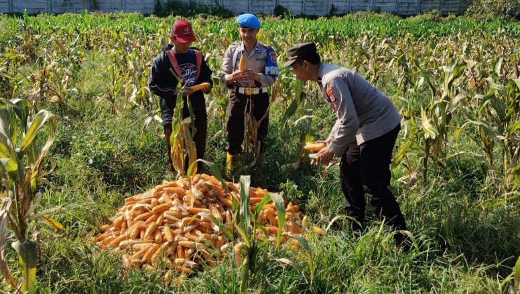 Polresta malang kota menggelar panen jagung di lahan pertanian di Kecamatan Kedungkandang Kota Malang (Istimewa)