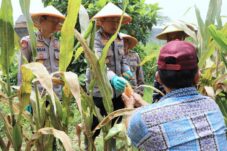 Kapolresta Malang Kota Kombes Pol Nanang Haryono saat panen raya jagung di lahan yang ada di kawasan Kelurahan Kedungkandang Kota Malang (Istimewa)