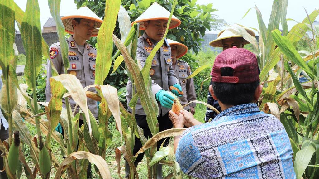 Kapolresta Malang Kota Kombes Pol Nanang Haryono saat panen raya jagung di lahan yang ada di kawasan Kelurahan Kedungkandang Kota Malang (Istimewa)
